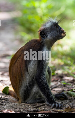 A sub-adult arboreal Zanzibar Red Colobus resting on the ground in a Coral Rag Forest. Stock Photo