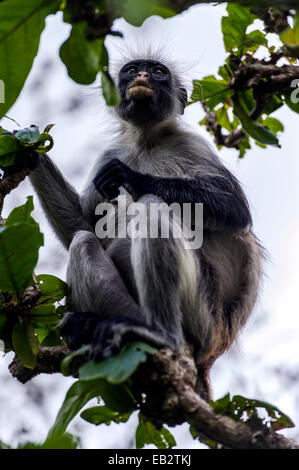 A Zanzibar Red Colobus sitting in the canopy of a Coral Rag Forest. Stock Photo