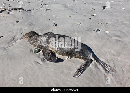 Cape Town, South Africa. Dead Cape Fur seal pup on a Cape Town beach Stock Photo