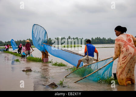 Local farmers of Karawang fishing with fish nets, an alternative for food when their rice fields flooded during monsoon. Stock Photo