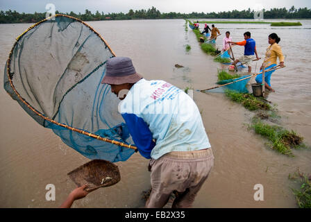Local farmers in West Java fishing with fish nets, an alternative for food when their rice fields flooded during monsoon. Stock Photo