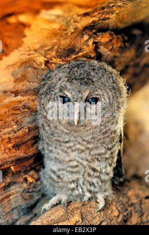 Portrait of a one month old Tawny owl, Strix aluco. Stock Photo