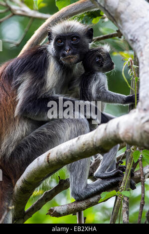 A Zanzibar Red Colobus mother and infant resting in the canopy of a Coral Rag Forest. Stock Photo