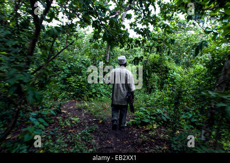 A national park guide searches for Zanzibar Red Colobus in a Coral Rag Forest. Stock Photo