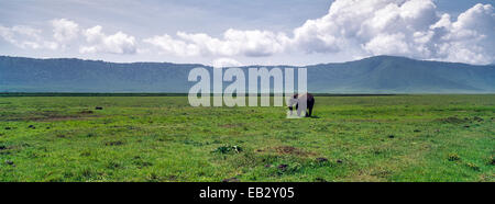 A solitary African Elephant walking across the vast floor of a volcano caldera.
