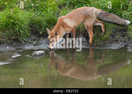 Red Fox (Vulpes vulpes) drinking from a puddle, Tyrolean Unterland, Tyrol, Austria Stock Photo