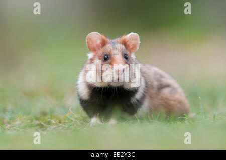 European Hamster (Cricetus cricetus), young, Simmering, Vienna, Vienna State, Austria Stock Photo