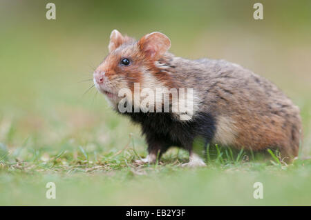 European Hamster (Cricetus cricetus), young, Simmering, Vienna, Vienna State, Austria Stock Photo