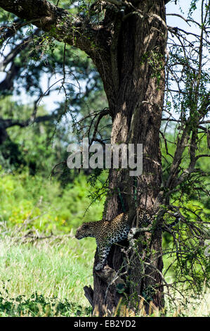 An African Leopard searches the grassland for prey from a perch in a tree. Stock Photo