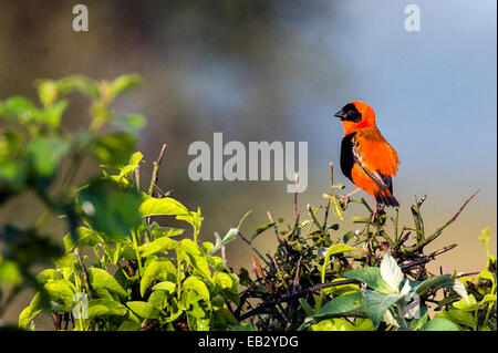 The bright red-orange plumage of a Red Bishop perched on a shrub. Stock Photo