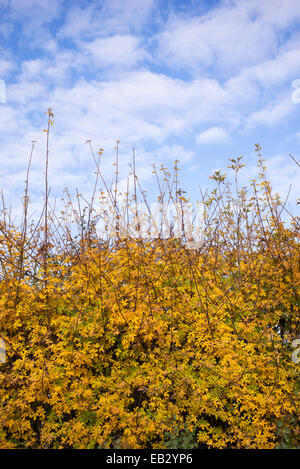 Acer Campestre. Field maple hedge in autumn. UK Stock Photo