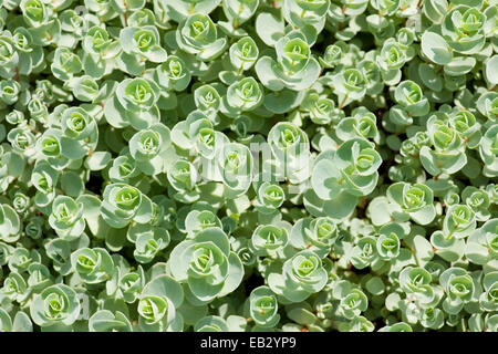 Pink Mongolian Stonecrop (Sedum ewersii), garden plant, native in the Western Himalayas and Mongolia, Thuringia, Germany Stock Photo