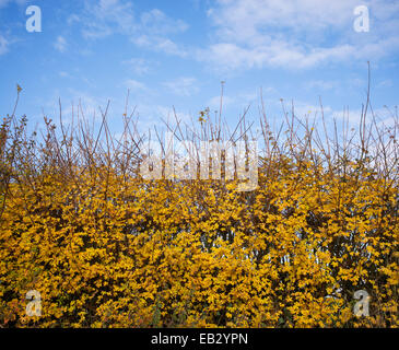 Acer Campestre. Field maple hedge in autumn. UK Stock Photo