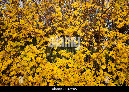 Acer Campestre. Field maple hedge in autumn. UK Stock Photo