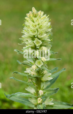 Yellow Bellflower (Campanula thyrsoides), flowering, native to the Alps, the Jura Mountains and the Balkan peninsula, Thuringia Stock Photo