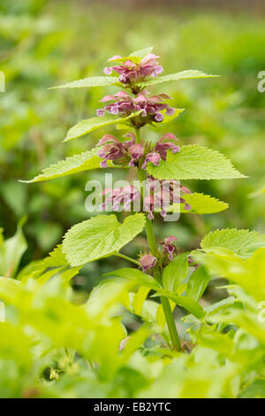 Giant Dead Nettle or Deadnettle (Lamium orvala), flowers and leaves, ornamental plant, native to the northern part of Southern Stock Photo