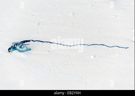A Portuguese Man-of-War pushed onto a white sandy beach by strong winds and the high tide. Stock Photo