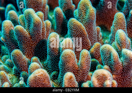 A colony of dome-like hard coral polyps feeding on a tropical reef. Stock Photo