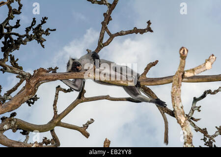 A Zanzibar Red Colobus sleeping in tree denuded by over-browsing. Stock Photo