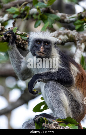 A Zanzibar Red Colobus resting on a branch in a Coral Rag Forest. Stock Photo