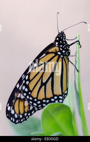 A female Monarch butterfly drying her wings after hatching. Stock Photo