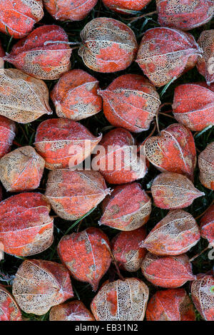 Physalis alkekengi. Frosty Chinese lantern flower seed casing and fruit pattern Stock Photo