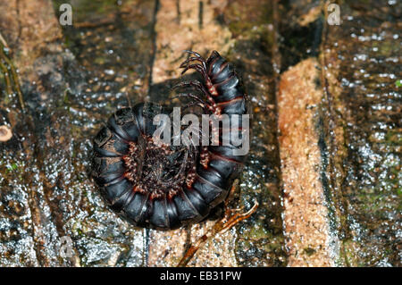 Millipede or Centipede (Myriapoda) rolled up in defence position, Tambopata Nature Reserve, Madre de Dios Region, Peru Stock Photo