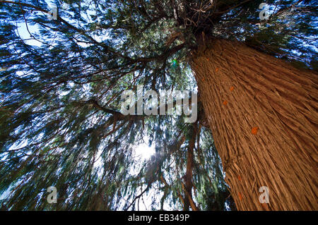 The enormous orange-ribbed trunk and canopy of Bhutan's national tree the Bhutan Cypress. Stock Photo