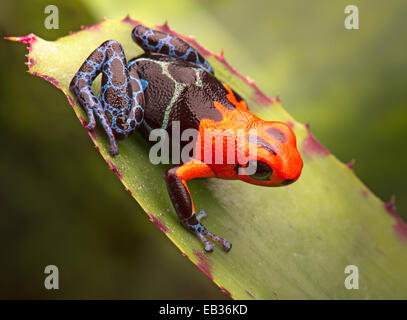 tropical poison arrow frog from amazon rain forest Peru. Bright coulored amphibian with red head and blue legs. Poisonous rainfo Stock Photo