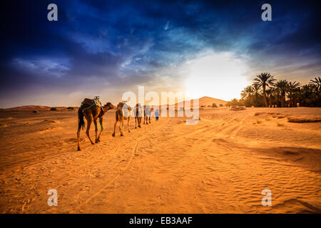 Camel caravan in Sahara desert, Morocco Stock Photo