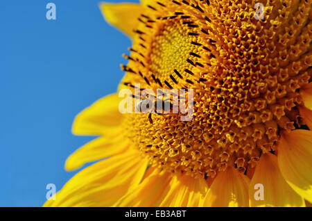 Close-up of bee pollinating a sunflower Stock Photo