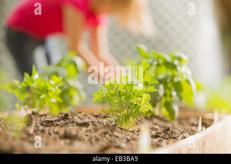 Close up of plants growing in wood box in garden Stock Photo