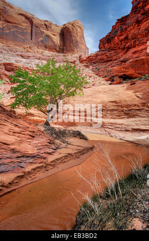 Lone Tree in Coyote Gulch, Glen Canyon National Recreation Area, Utah, USA Stock Photo