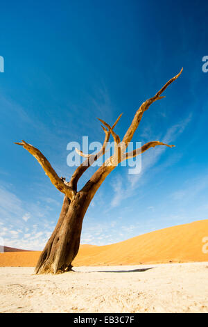 Dead Camel Thorn (Acacia erioloba) on the clay surface in the deadvlei, Namibia. Stock Photo