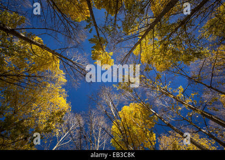 Low angle view of autumn trees in a forest, Tibet, China Stock Photo