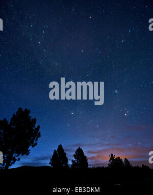 A silhouette of trees under starry night sky Stock Photo - Alamy