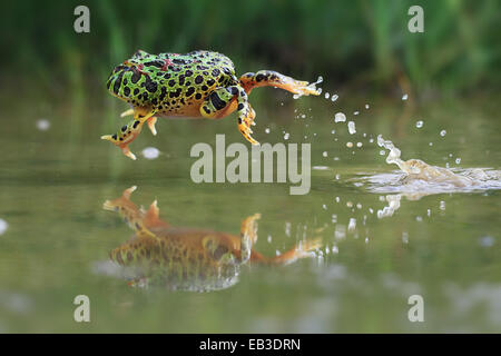 Indonesia, Riau Islands, Frog jumping in water Stock Photo