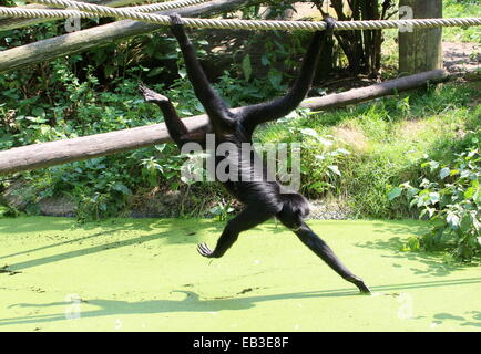 Colombian Black-headed spider monkey (Ateles fusciceps) hanging by his prehensile tail at a Dutch Zoo, collecting fruit Stock Photo