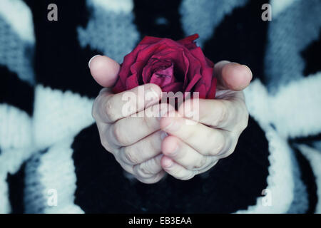 Close-up of a woman a holding red rose in her hands Stock Photo