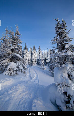 Tracks and trees on snowy hillside Stock Photo