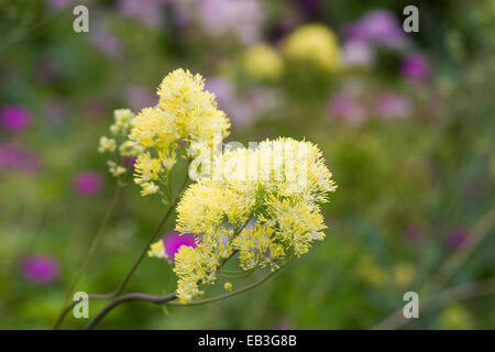 Yellow thalictrum flowers. Stock Photo