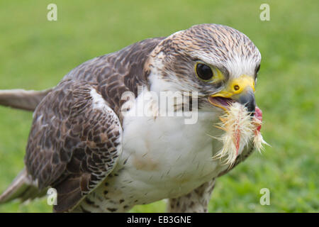Peregrine Falcon eating (Falco peregrinus) Ireland Stock Photo