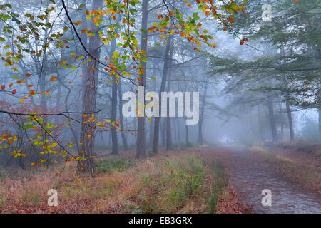 path in foggy autumn beech forest Stock Photo