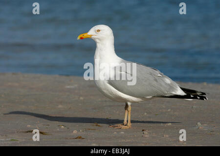 American Herring Gull - Larus smithsonianus - summer adult Stock Photo
