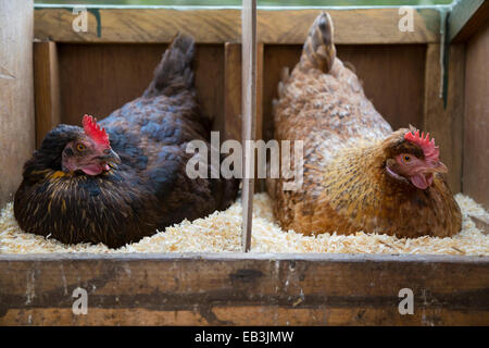 Two free range hens sitting on eggs in the hen house. Stock Photo