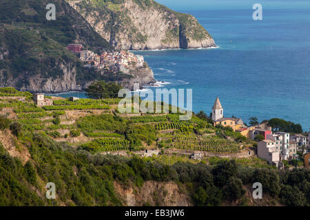 Terraced vineyards near to Corniglia in Cinque Terre, Liguria, Italy. UNESCO has designated the area a World Heritage Site sayin Stock Photo