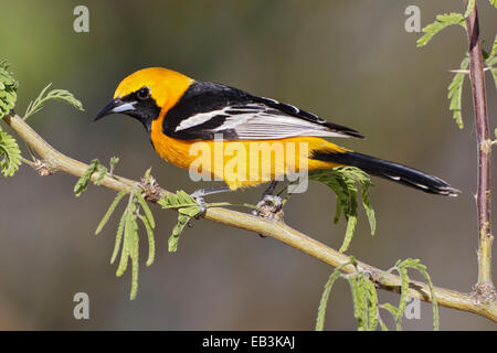 Hooded Oriole - Icterus cucullatus - male Stock Photo