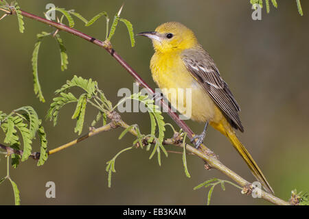 Hooded Oriole - Icterus cucullatus - female Stock Photo