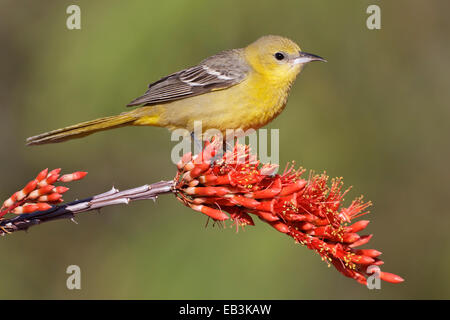 Hooded Oriole - Icterus cucullatus - female Stock Photo