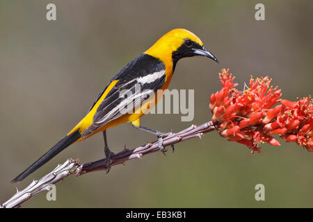 Hooded Oriole - Icterus cucullatus - male Stock Photo